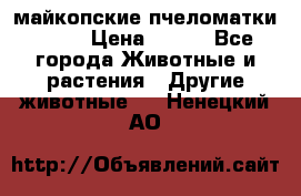  майкопские пчеломатки F-1  › Цена ­ 800 - Все города Животные и растения » Другие животные   . Ненецкий АО